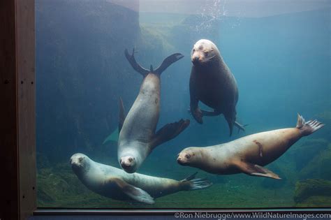Alaska Sealife Center Photos By Ron Niebrugge