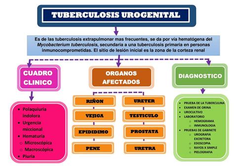 Mapa Conceptual Tuberculosis Urogenital Udocz The Best Porn Website