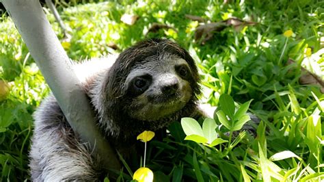 sloth sanctuary insider s tour cahuita costa rica