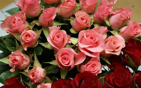 Обои для рабочего стола розы цветы - красивые фото