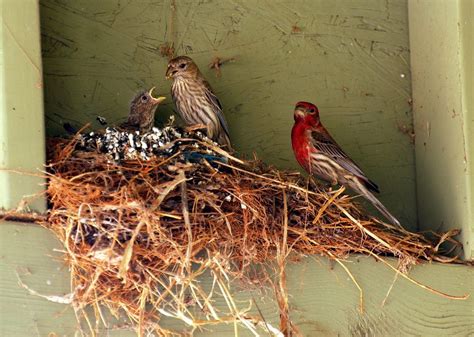 How Long Do House Finches Stay In The Nest After Hatching Birdful