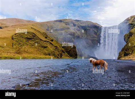 Skógafoss Waterfall With An Icelandic Horse In Iceland A Magical