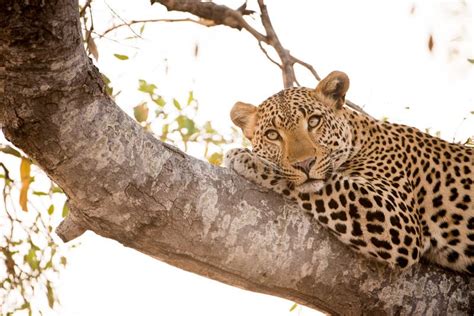 Closeup Shot Of A Leopard Laying On A Tree While Looking In The
