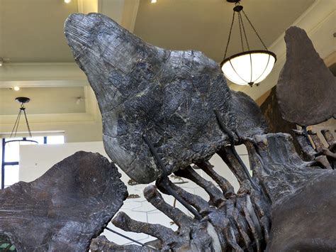 Stegosaurus Plates American Museum Of Natural History New York Ny © Mark Ryan Dinosaur