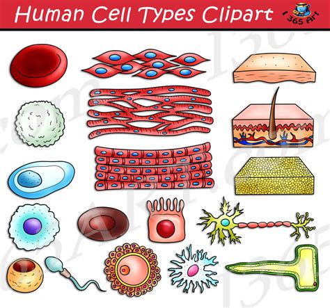 Human Cell Types Clipart Set Download Clipart 4 School