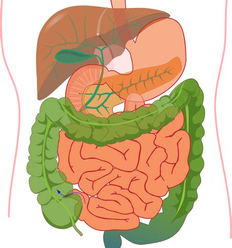 Digestive System Diagram Filedigestive System Diagram No Labels Images