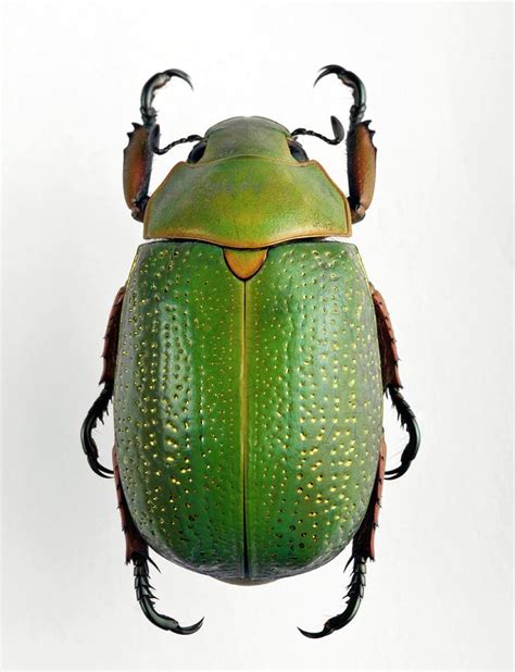 egyptian scarab beetle hot sex picture