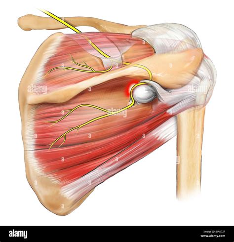 This Illustration Features A Posterior Of The Deep Muscles Of The