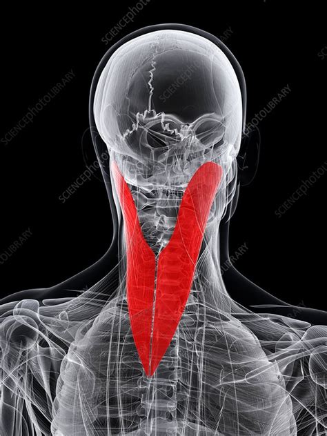 Neck Muscle Artwork Stock Image F Science Photo Library