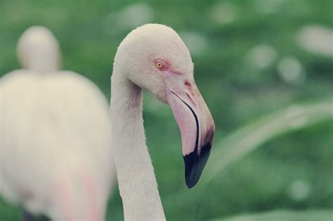 Albino Flamingo アルビノ 白