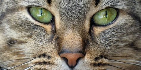 What Does It Mean When Your Cats Nose Changes Color