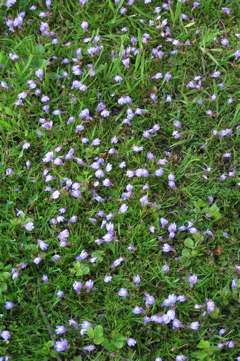Marion G Lebow Plant With Tiny Purple Flowers 22 Purple Flowers For