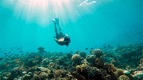 Best Island In Maldives For Scuba Diving Memugaa