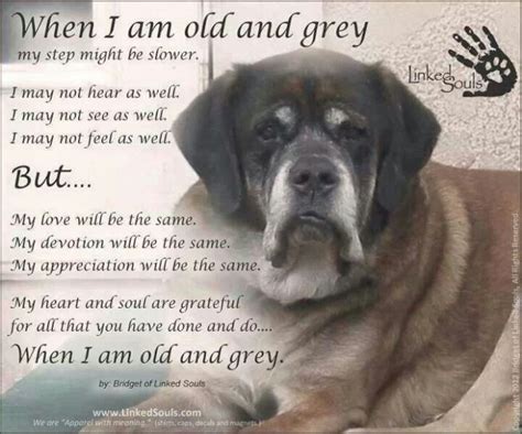 Senior Dog Quotes Caring For A Senior Dog