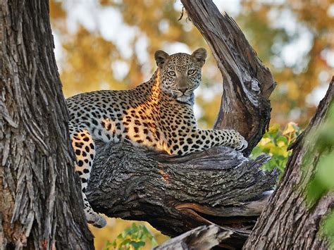 Best Luxury African Safaris 2021 2022 Zicasso