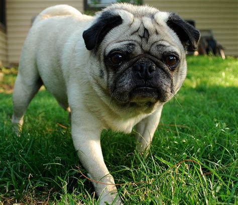 Worlds Cutest Pug Animals Pinterest