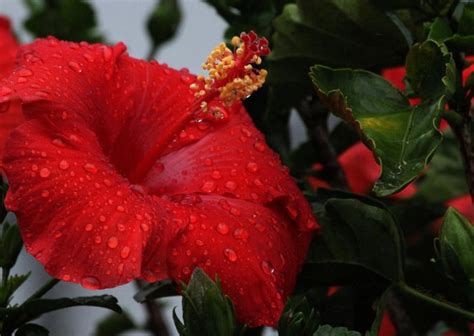 How To Care For Hibiscus Plants Home And Gardens