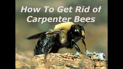 How to get rid of carpenter bees? How to get rid of Carpenter bees - Carpenter Bee Follow Up ...