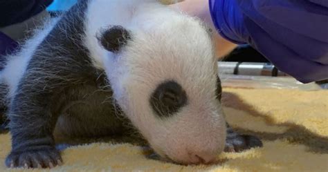 Smithsonians National Zoo Reveals Baby Pandas Gender