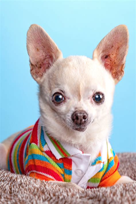 Cute Chihuahua Photos In 2020 Chihuahua Photos Cute Chihuahua Chihuahua