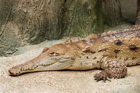 Breeding The Critically Endangered Orinoco Crocodile Reptiles Magazine
