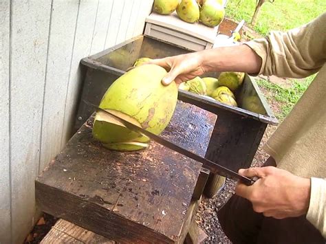 How To Cut Open A Young Hawaiian Coconut To Drink The Best Water Ever