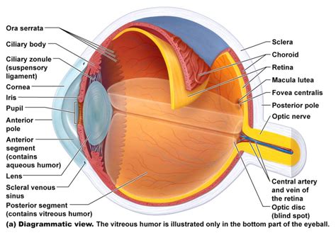 Anatomy Of The Human Eye