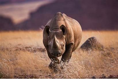 Rhino Hunt Hunting Wildlife Rhinos Conservation Namibia
