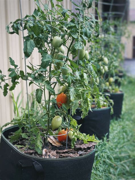 How Many Tomato Plants Per 10 Gallon Bucket The Ultimate Guide