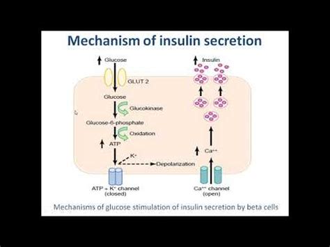 endocrine - 3 How insulin is secreted - YouTube