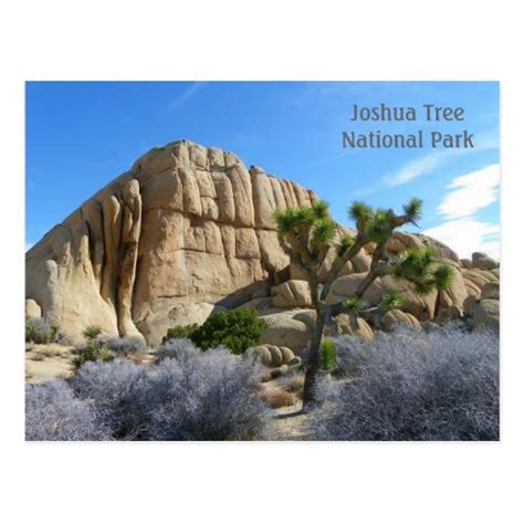 Joshua Tree Postcard Postcard Zazzle