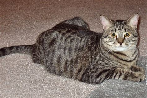 domestic shorthair cat