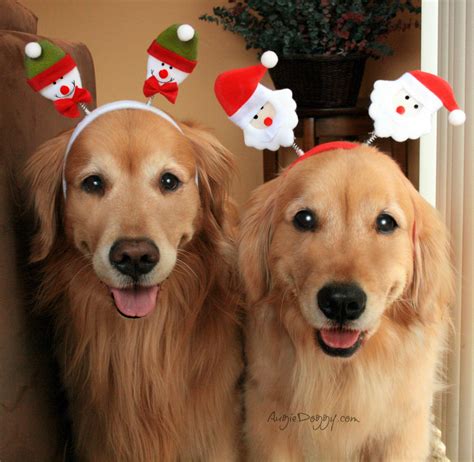 Two Golden Retriever Dogs Wearing Christmas Hats