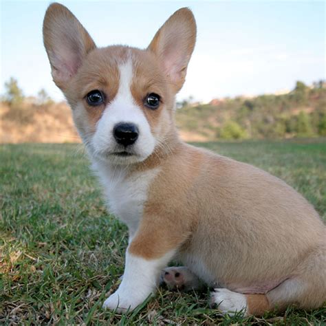 The other breed is the bigger cardigan welsh corgi. Washington DC Pembroke Welsh Corgi Puppies For Sale