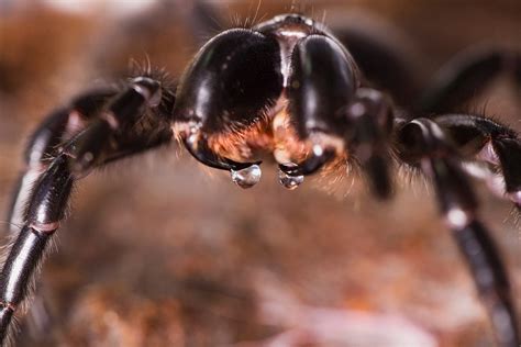 Funnel Web Spiders Why They Kill Us And Other News Jcu Australia