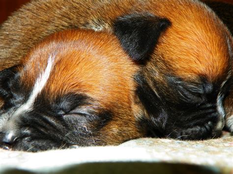 New Tiny Boxer Puppies Free Stock Photo Public Domain Pictures