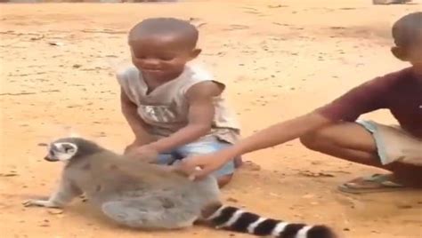 Lemur Asks Two Boys To Scratch Its Back In Viral Video