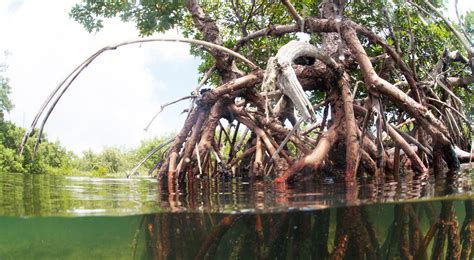State Of The Worlds Mangroves