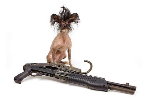 By steve snell all gun shy dogs are man made. Guns and dogs, dogs and guns. | RECOIL