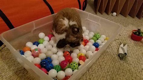 Dig Box For Rabbit With Cat Jingles And Pingpong Balls Pet Bunny