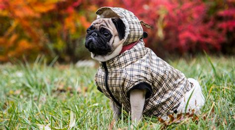 Fall Feature Pug — Your Dogs Friend