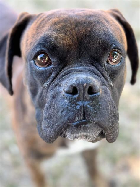 Update: ADOPTED 🎉... - City of Bakersfield Animal Care Center