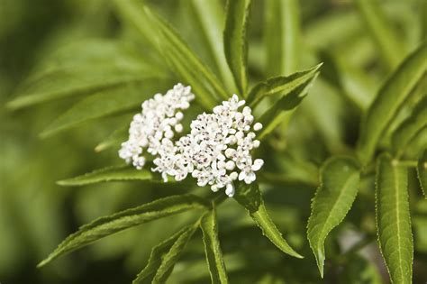 4 Herbal Trees and Their Medicinal Uses