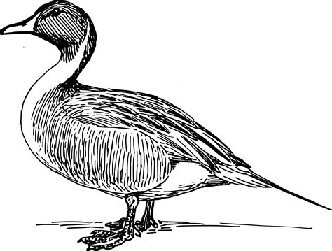 Duck 1 Black White Line Art Coloring Book Clipart