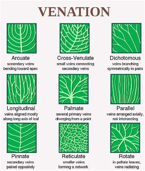 How To Identify A Tree Using Leaf Shape Margin And Venation Plants