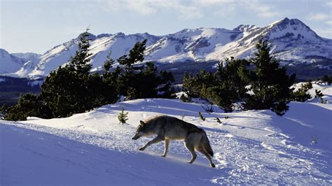 Mountain Pictures Mountains Animals