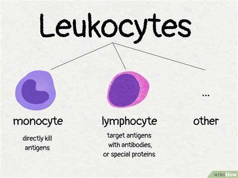 Monocyte Vs Lymphocyte 8 Important Differences