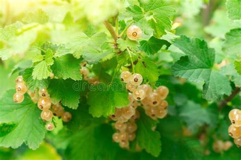 Brush Of White Currant Berries And Green Leaves White Currant Ribes