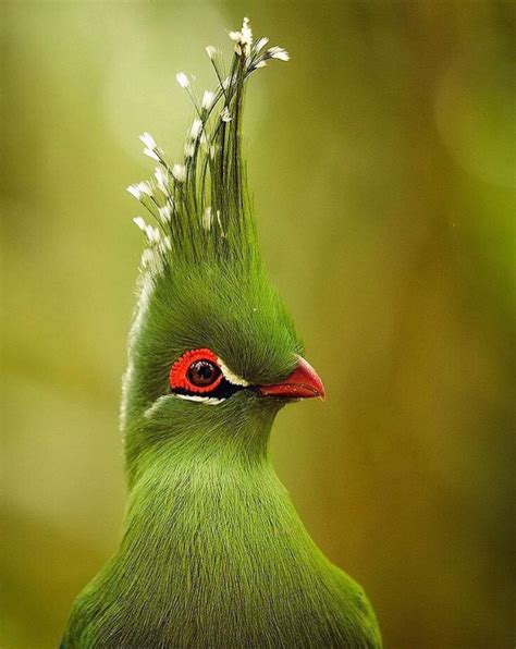 The Most Majestic Bird You Will Ever See 😍💚💚💚💚 Animals Beautiful Pet