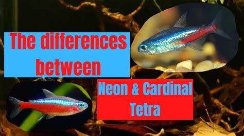 Neon Vs Cardinal Tetra The Battle Between 2 Amazing Tetras What Are The Differences